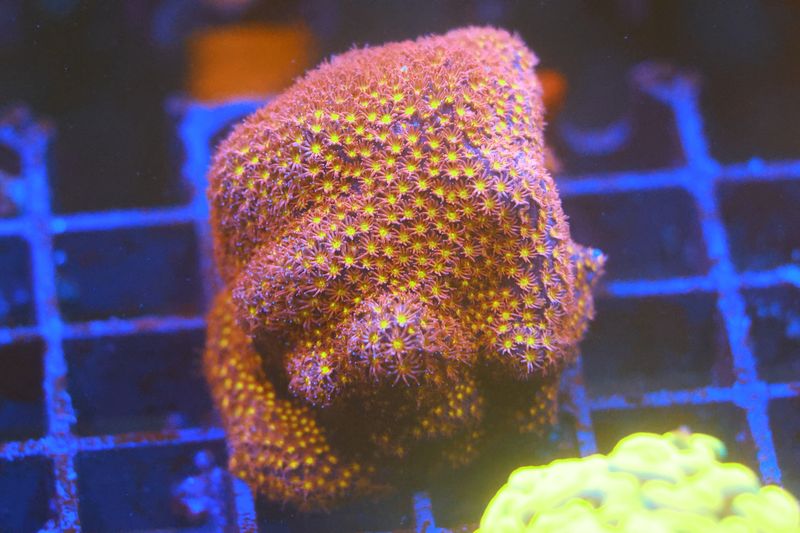 Firestorm Stylocoeniella Large WYSIWYG