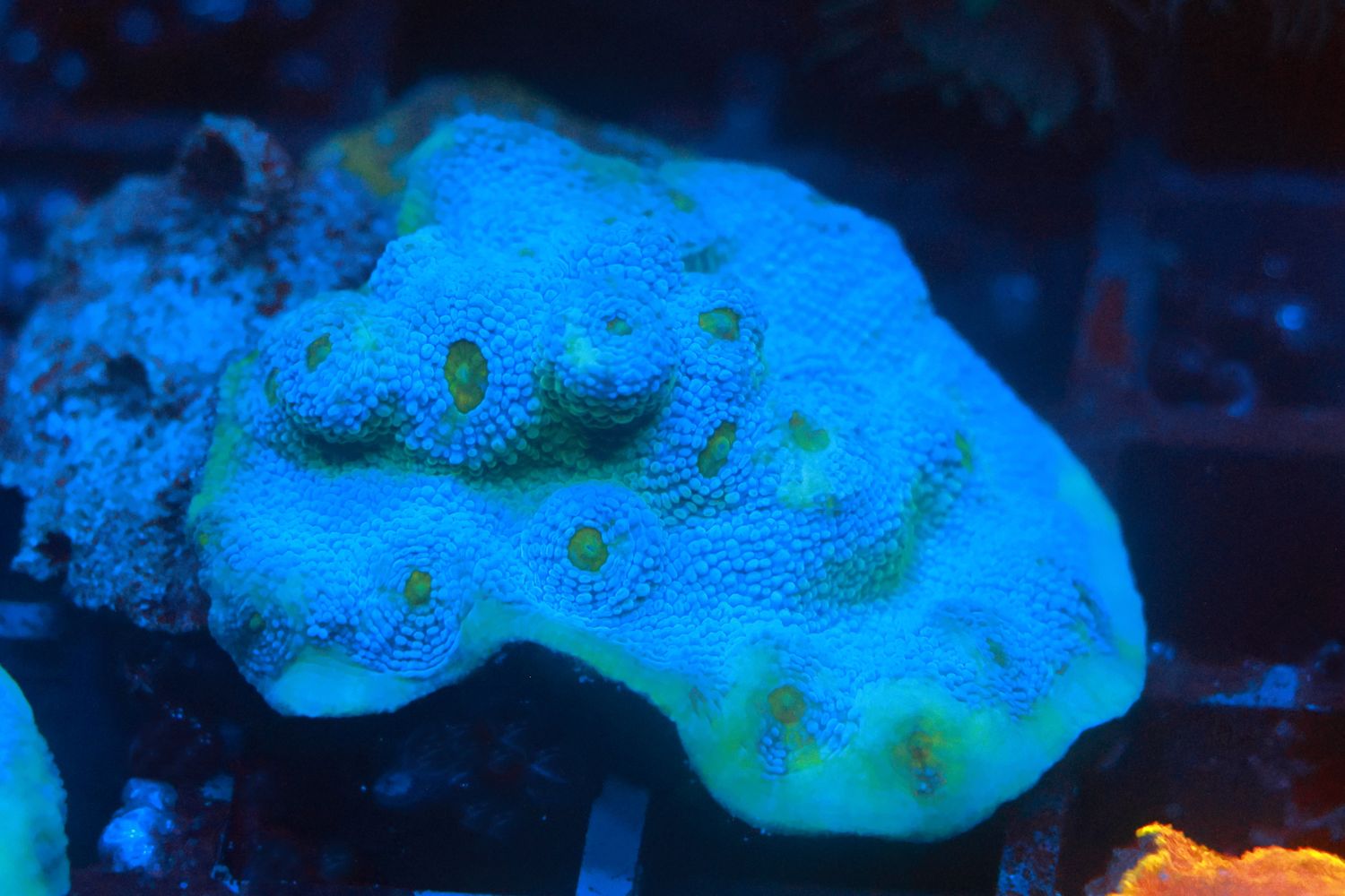 Bogeyman Chalice - Large frag  WYSIWYG