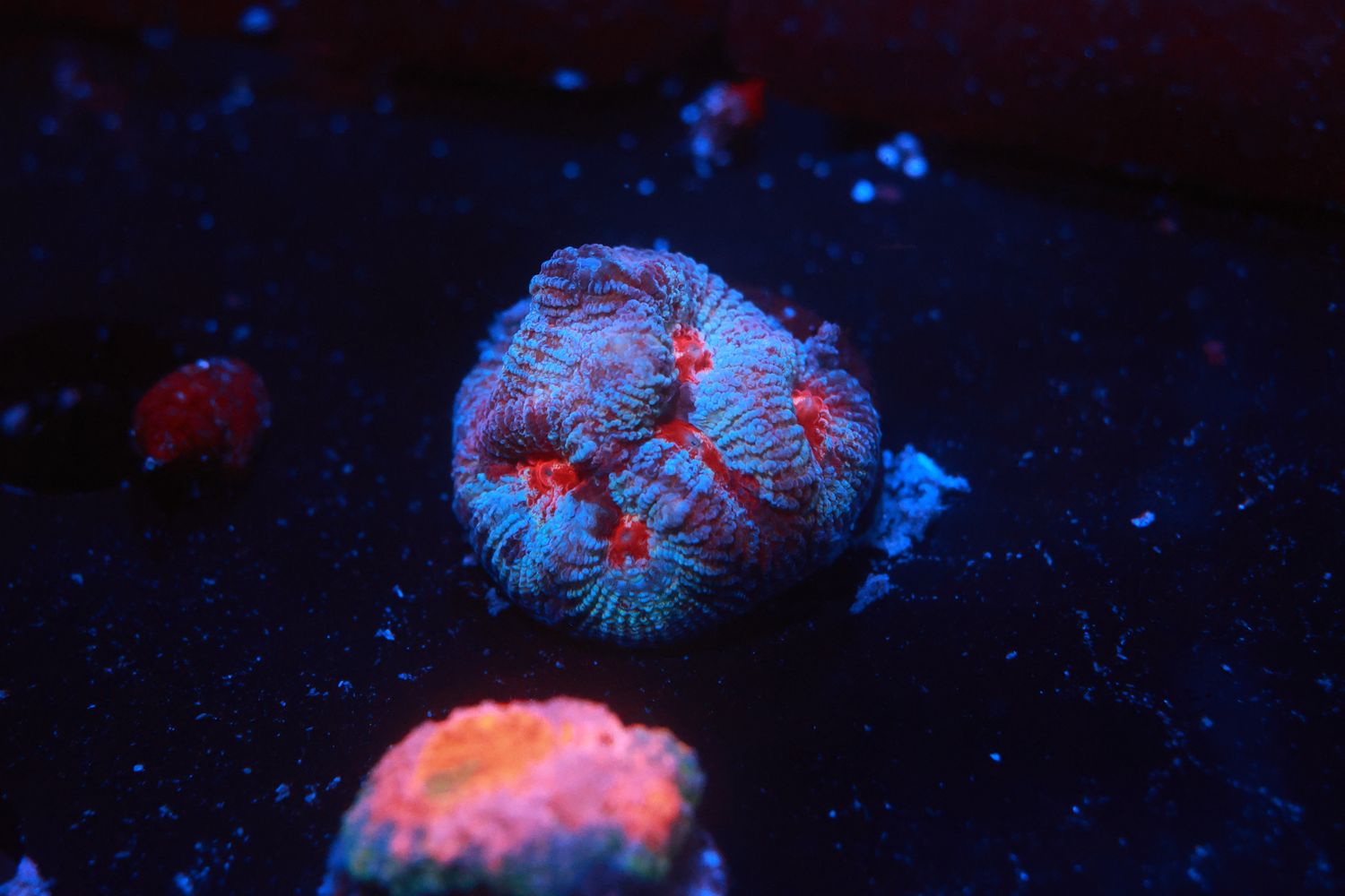 Blue and Yellow Magma Favia WYSIWYG