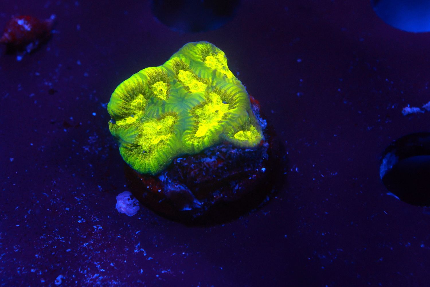 Urban Camo Platy WYSIWYG