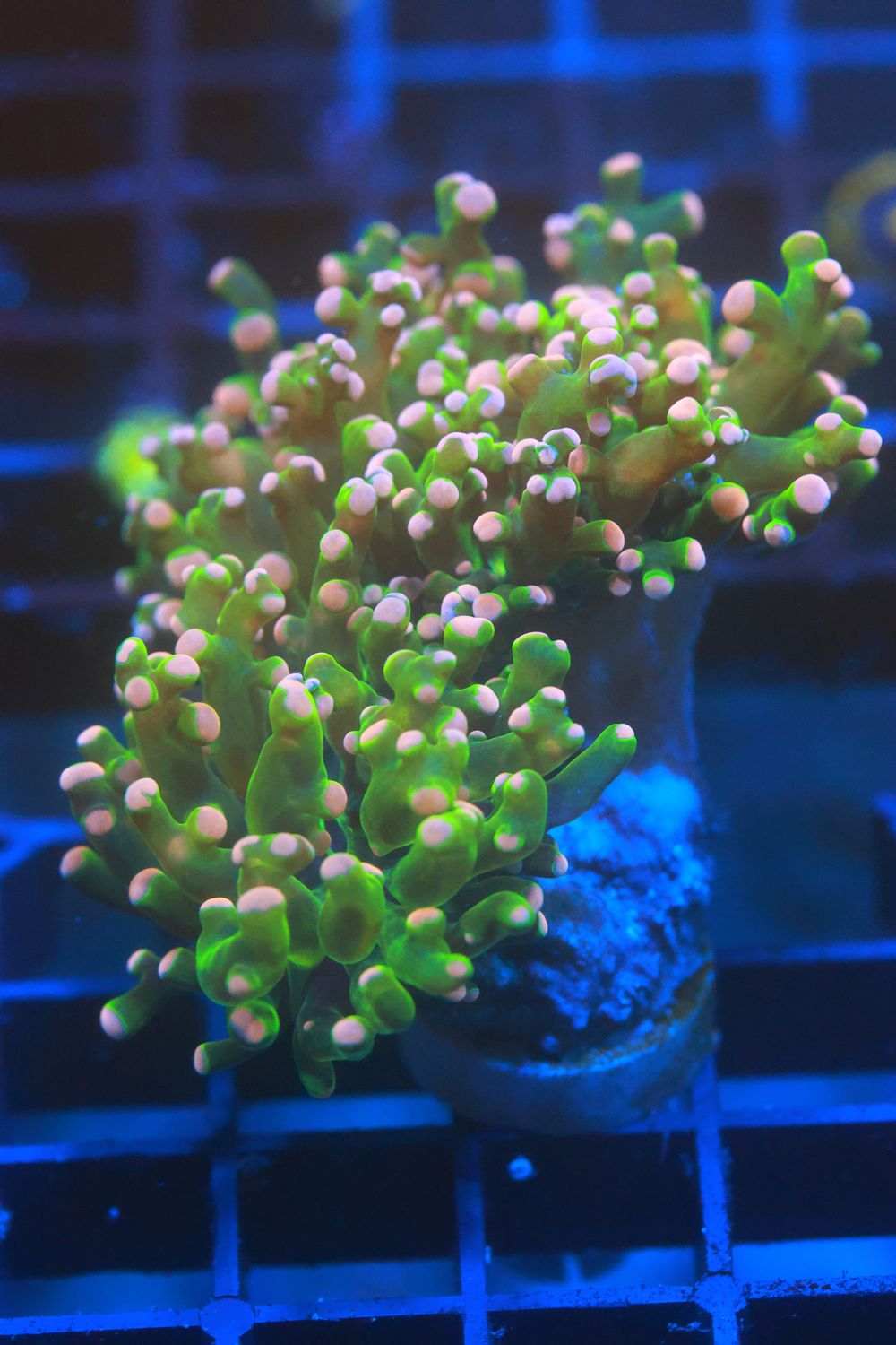 Salmon Pink Tip Neon Branching Frogspawn - single head