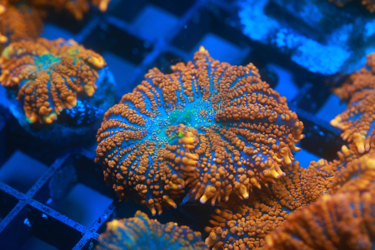 Forest Fire Mushroom