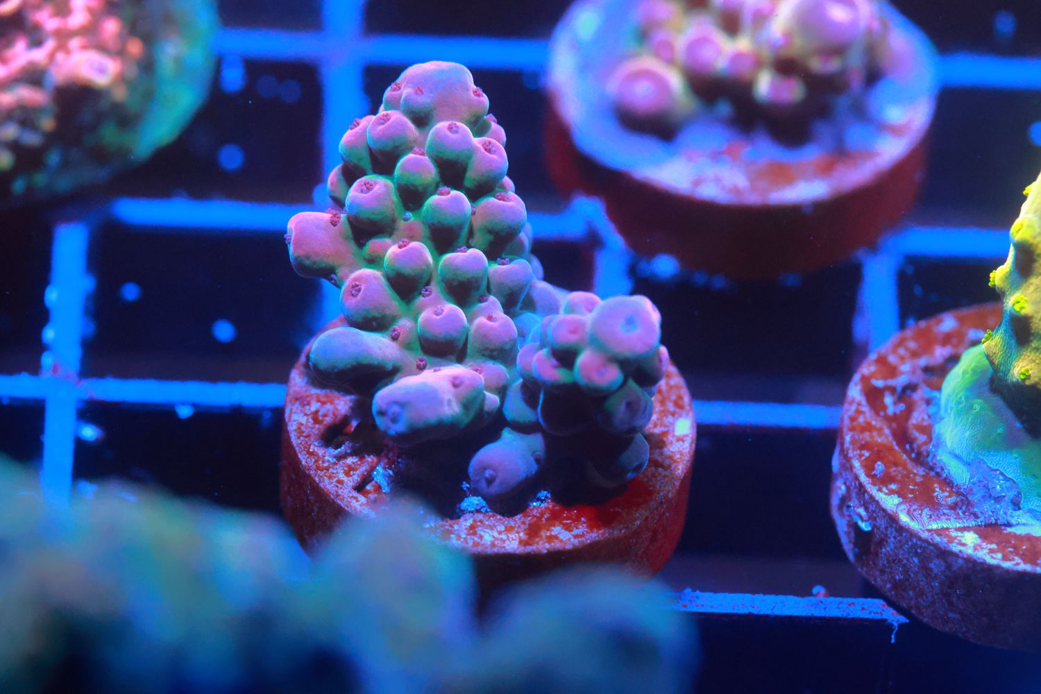 Acropora WYSIWYG