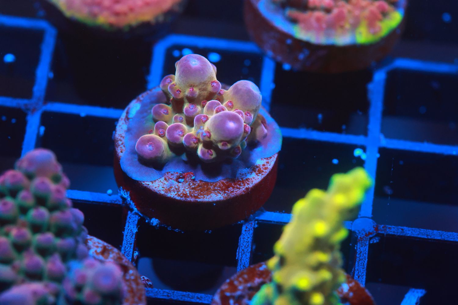 Robinhood Acropora WYSIWYG