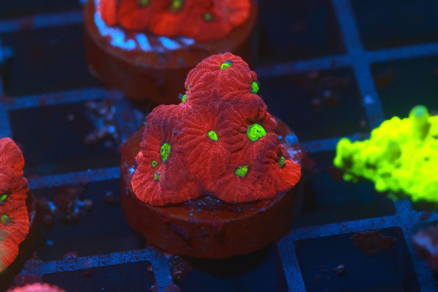 Aussie War Coral - small Plug