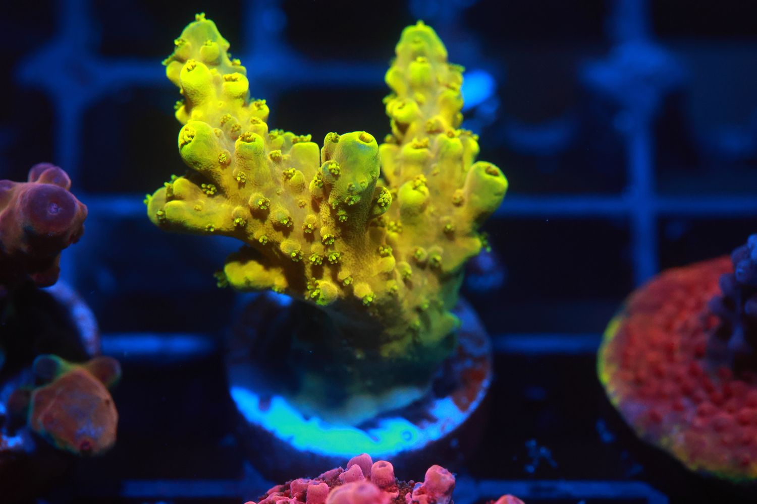 Glowstick Acropora  WYSIWYG