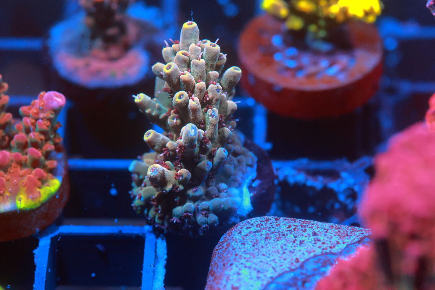 Yellow tips Acropora WYSIWYG