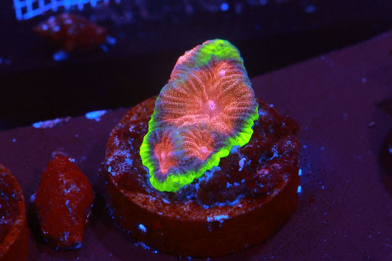 Tropicana Favites