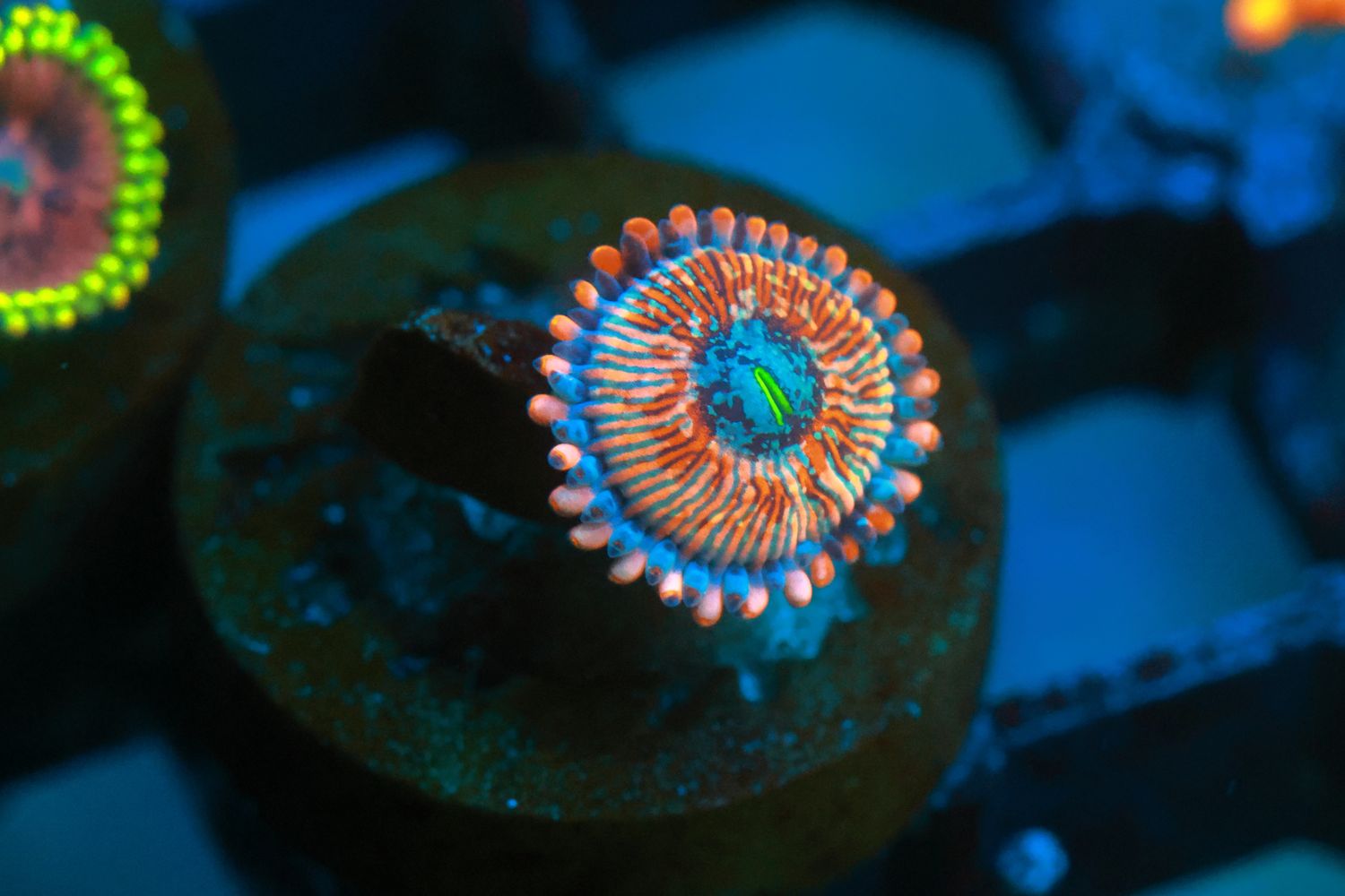 Salted Agave Zoa
