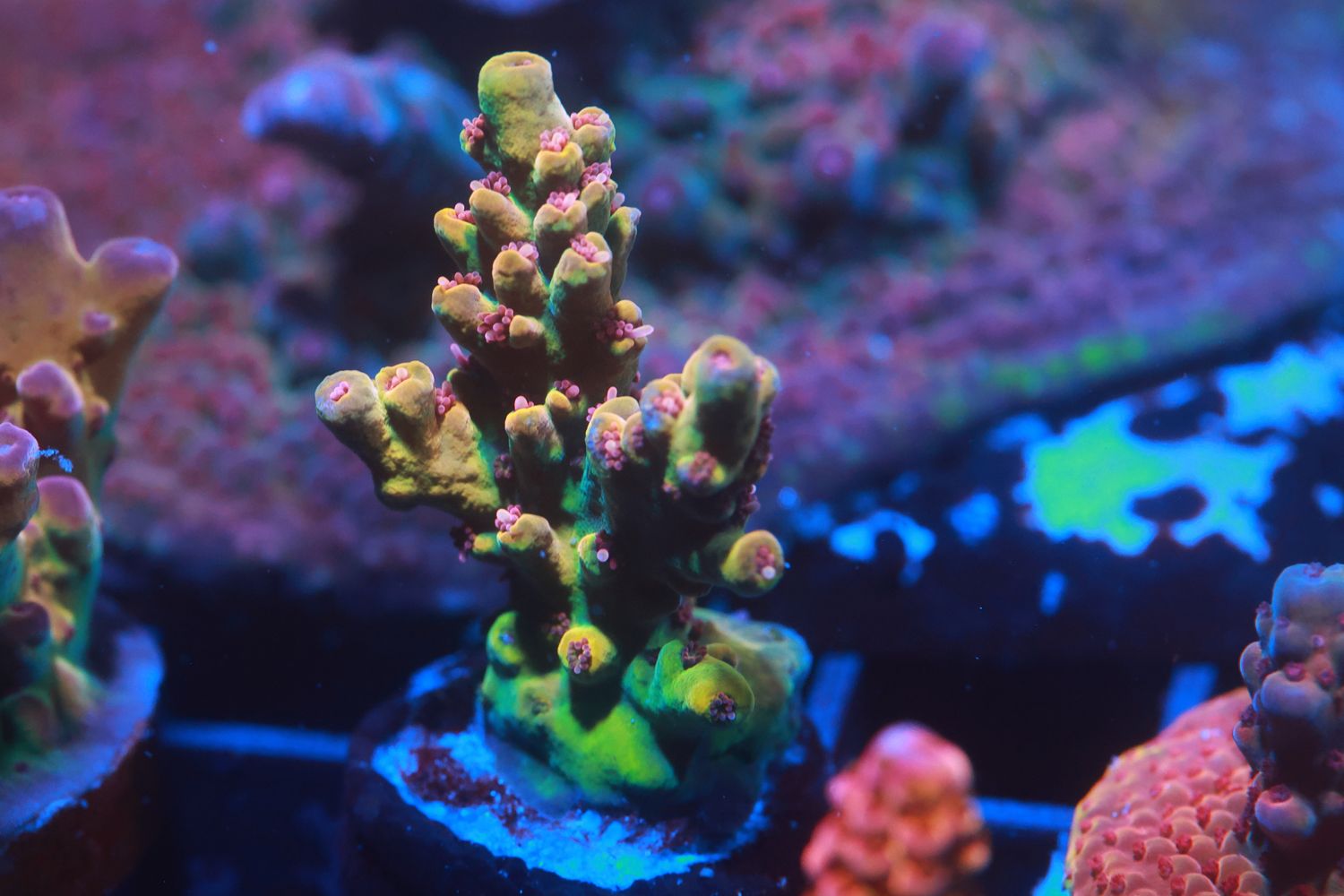 Citronia  Acropora WYSIWYG