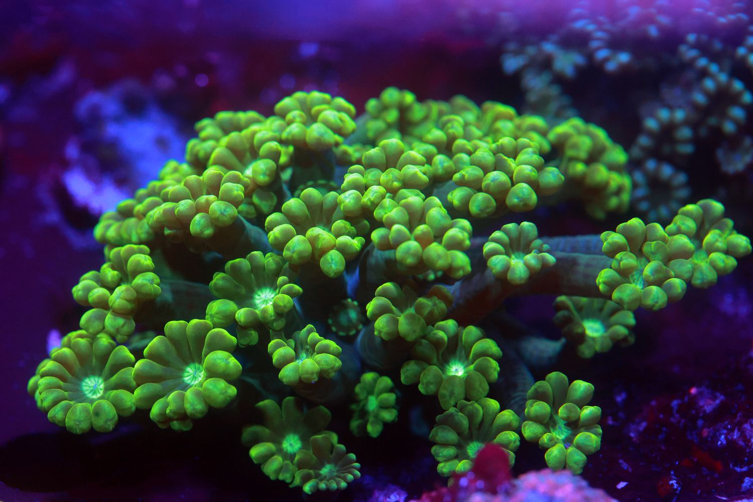 FF Jolly Green Giant Alveopora