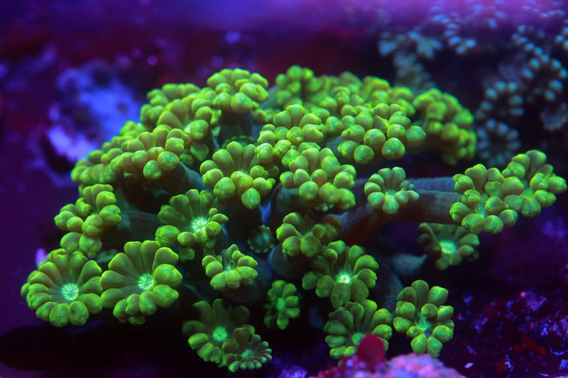 FF Jolly Green Giant Alveopora