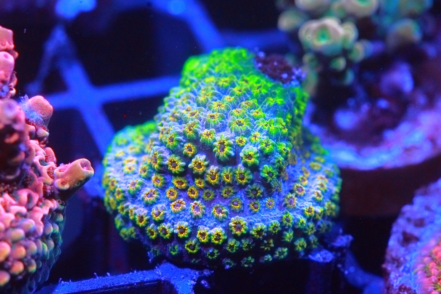 Skittles Bomb Cyphastrea WYSIWYG