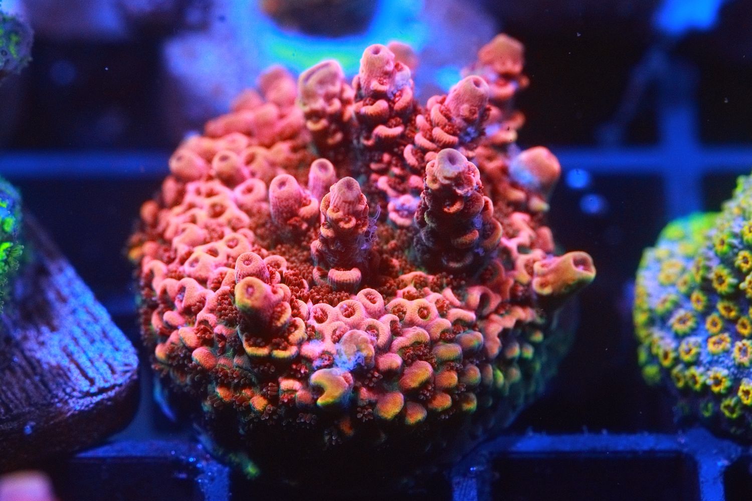Fruity Pebbles Acropora WYSIWYG