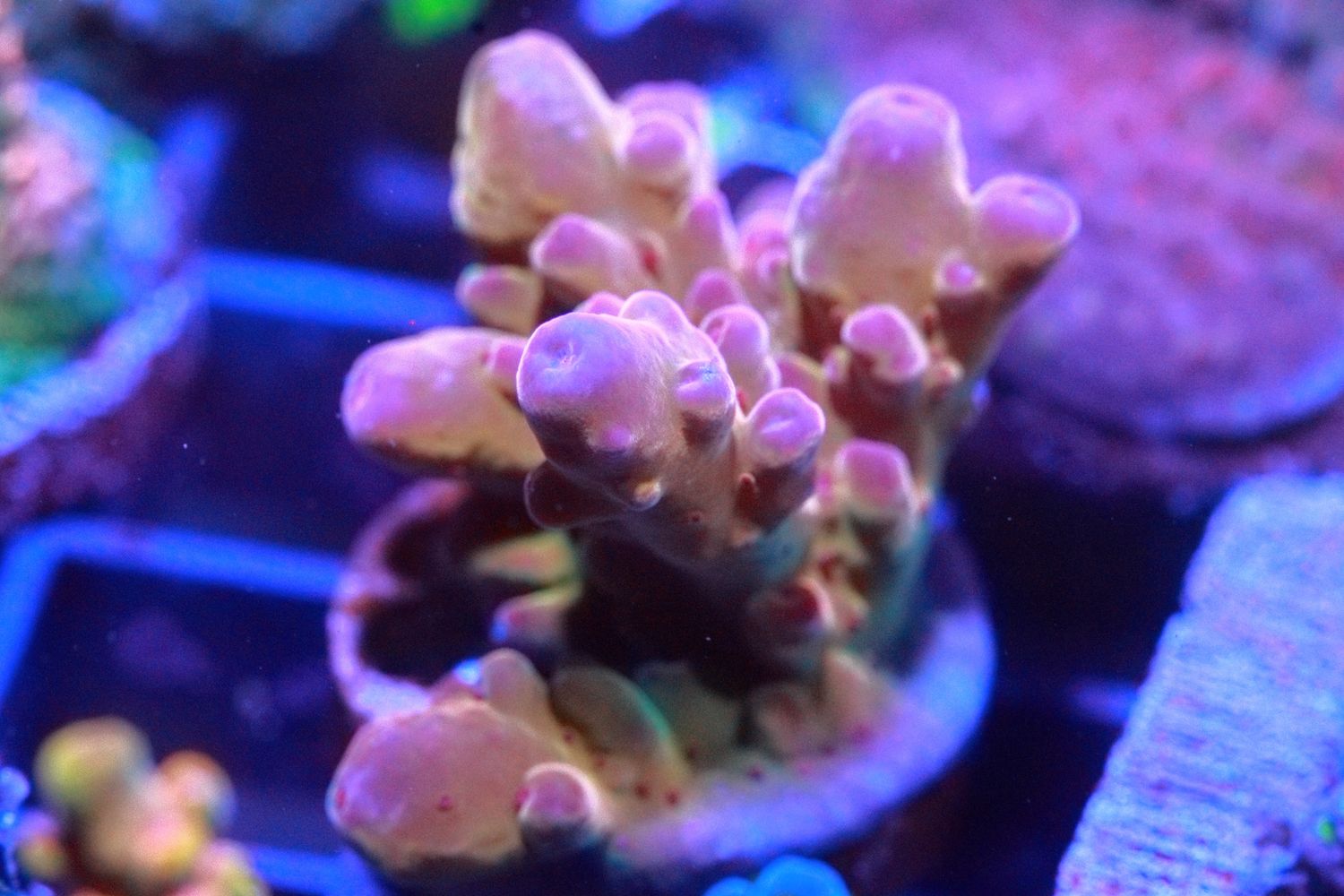 Pink Tip Granulosa WYSIWYG