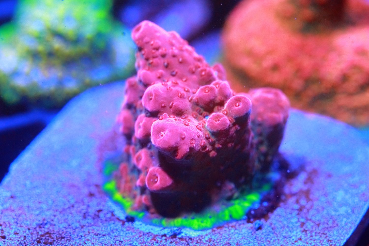 Baphomet Chunky frag (new broodstock) WYSIWYG