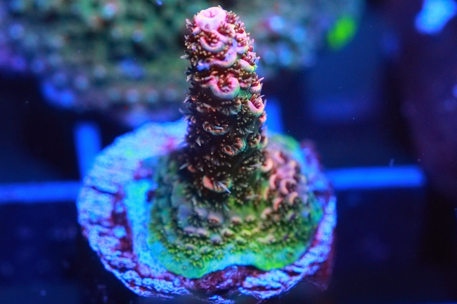 Pink Acropora Millipora WYSIWYG
