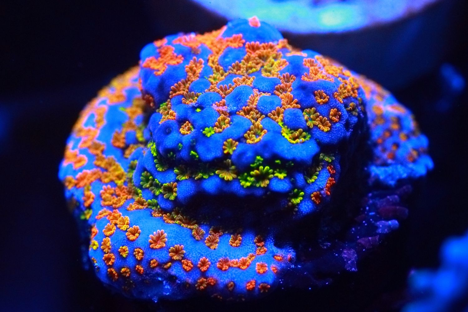 Rainbow montipora