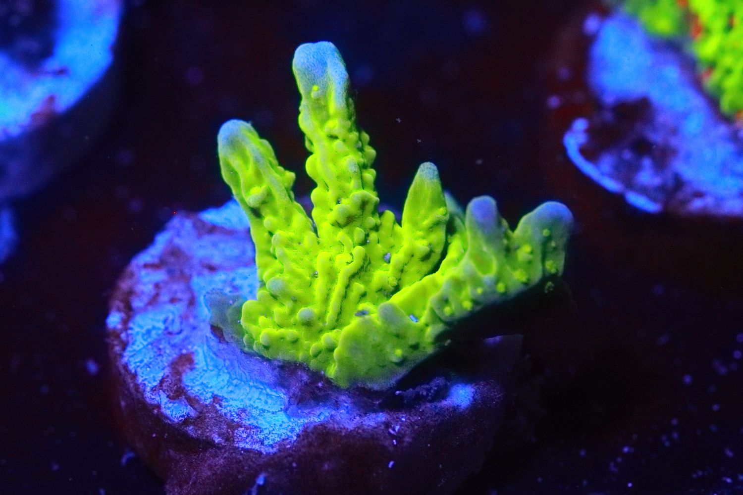 Yellow Elkhorn Montipora