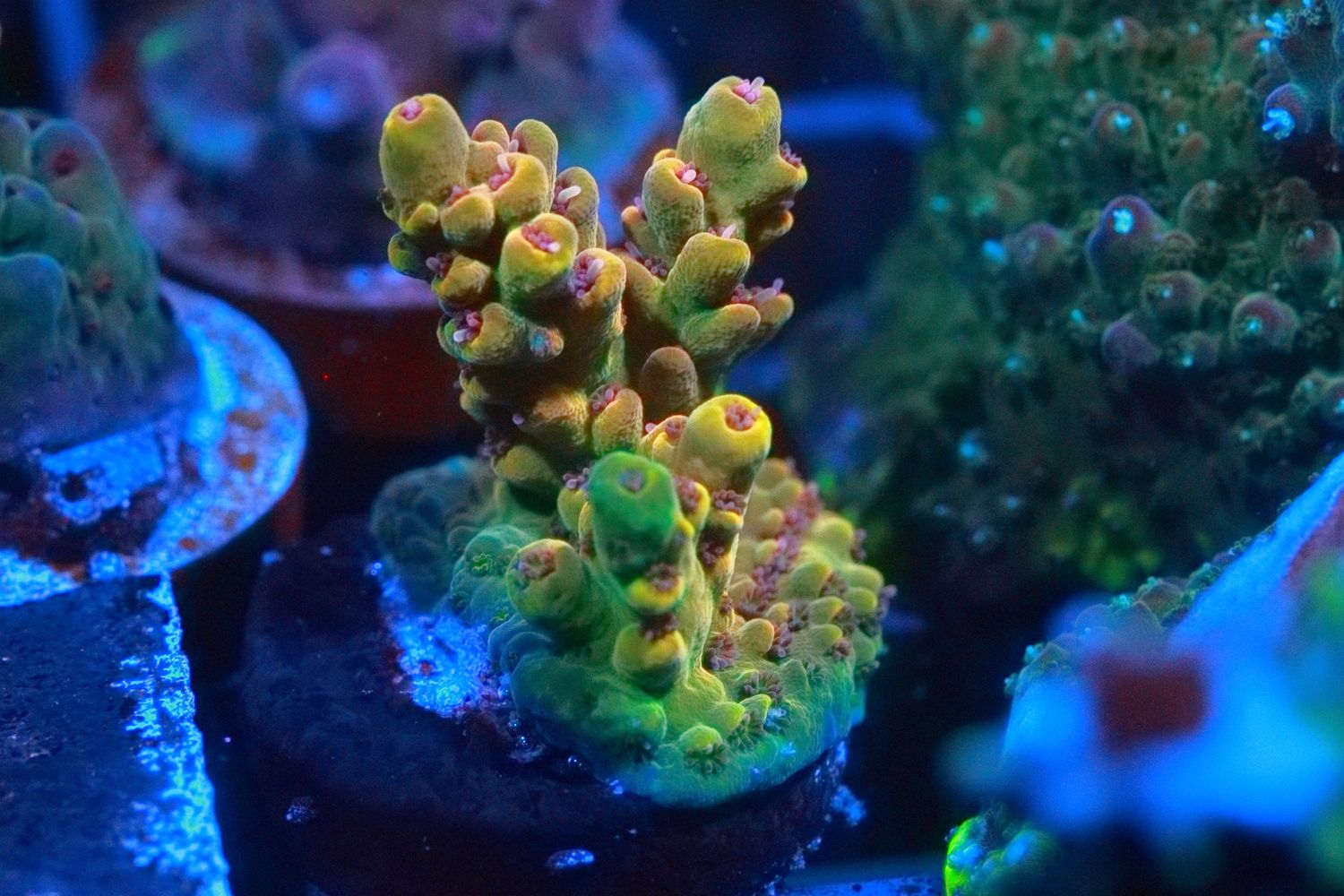 Citronia  Acropora WYSIWYG