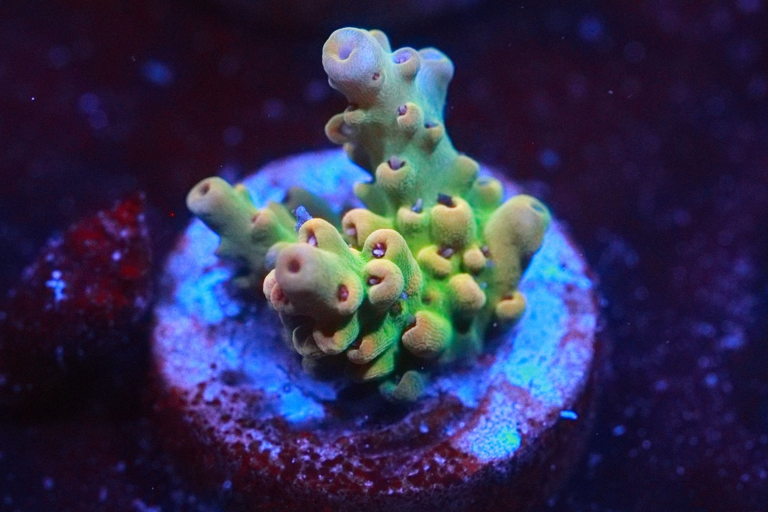 Citronia Acro WYSIWYG