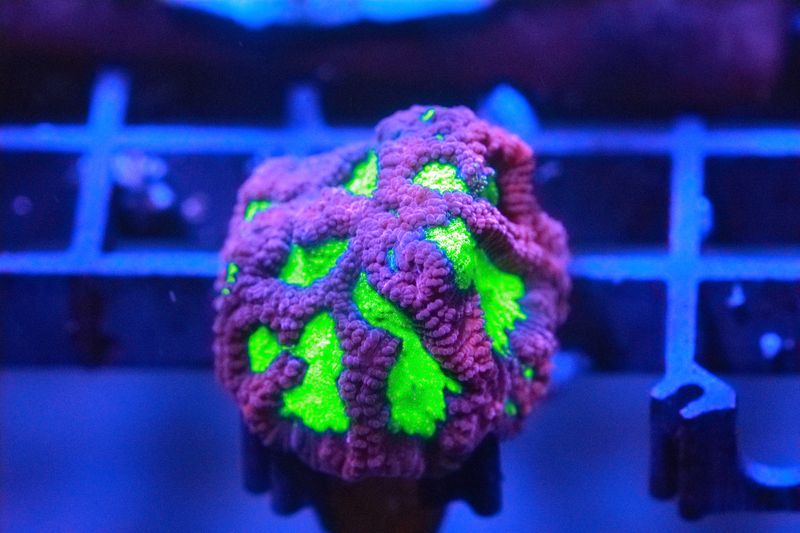 Maroon and Green goniastrea