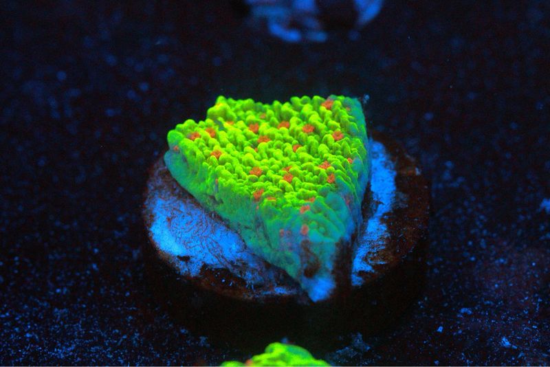 Seasons Greetings Montipora