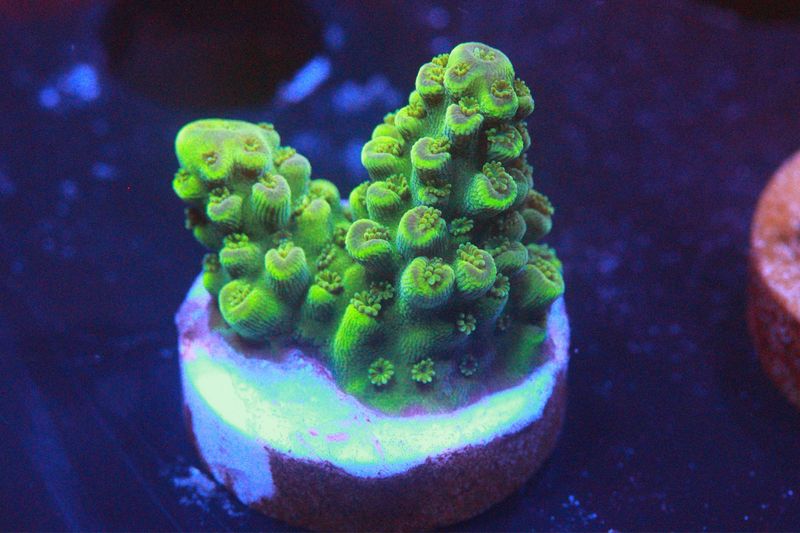 Acropora Florida