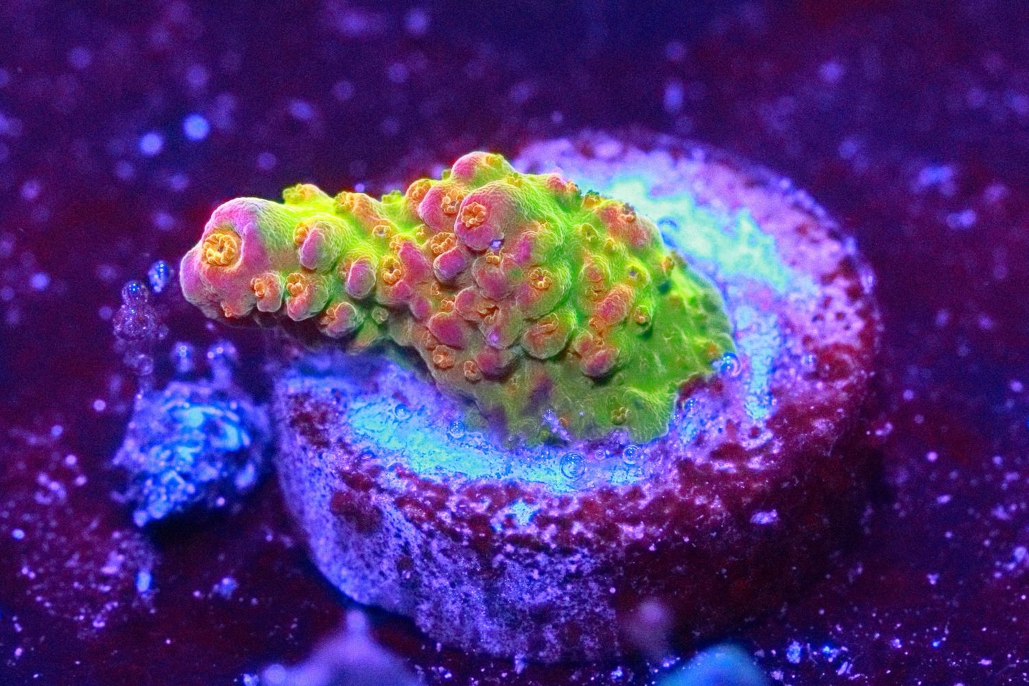Rainbow Loom Small Frag WYSIWYG