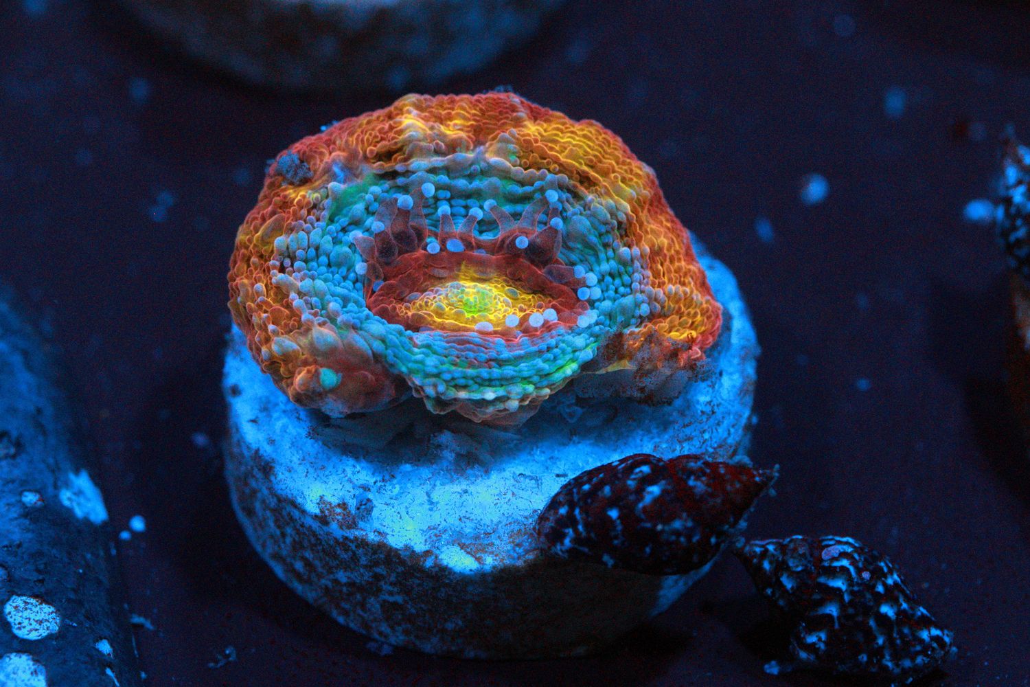Rainbow Homophyllia Bowerbanki