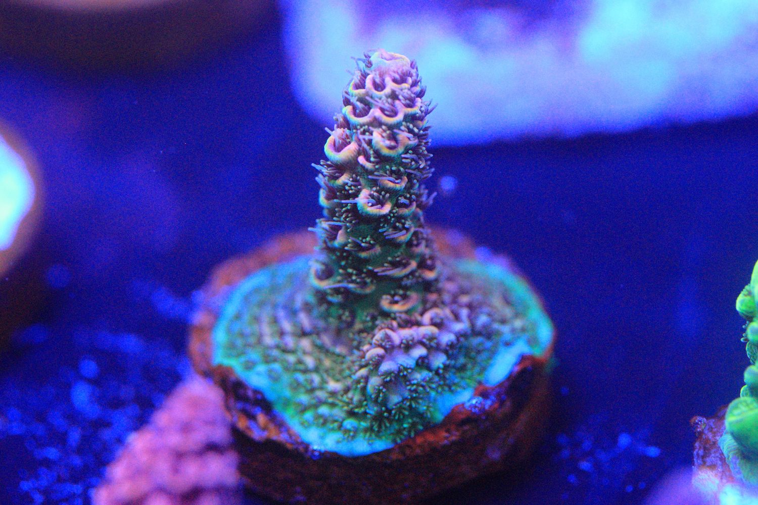 Acropora Millepora