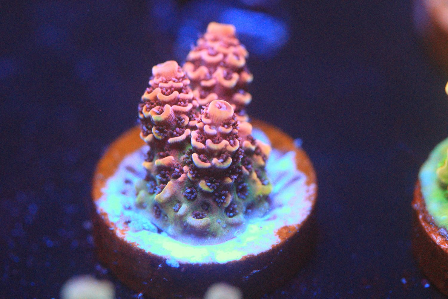 Red Planet Acropora WYSIWYG