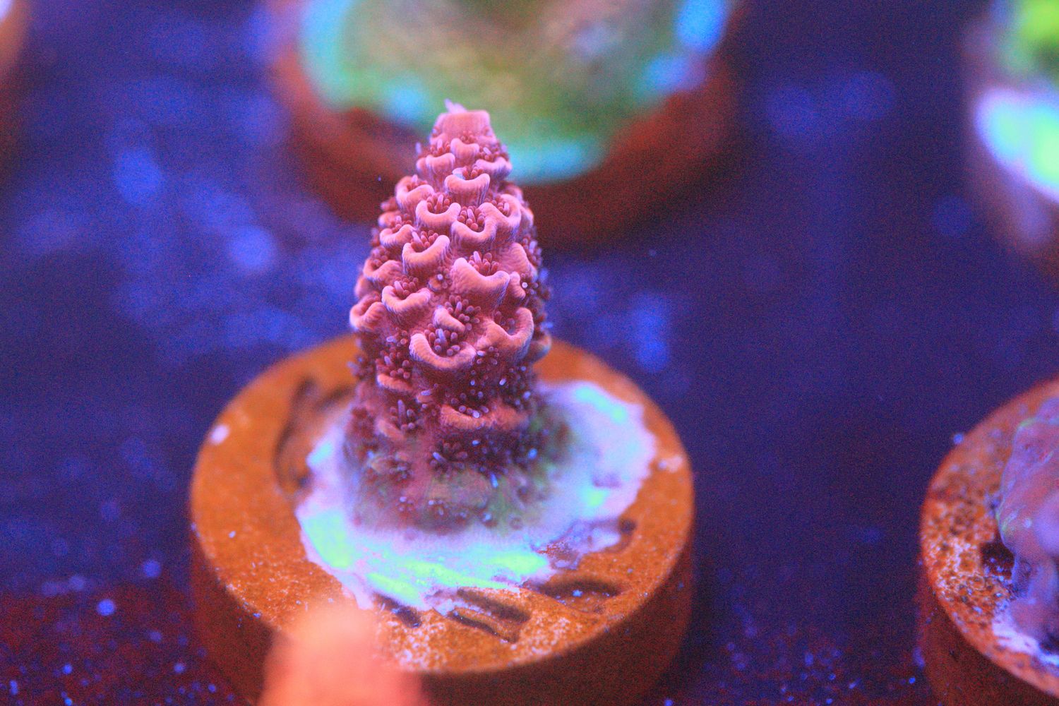 Red Planet Acropora WYSIWYG