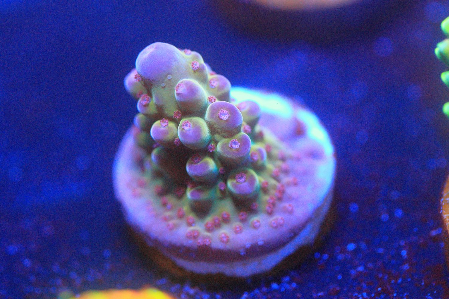 Pink Tip Granulosa WYSIWYG
