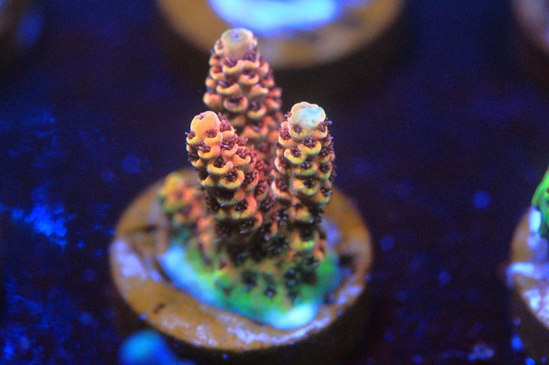 The Art of War acropora WYSIWYG