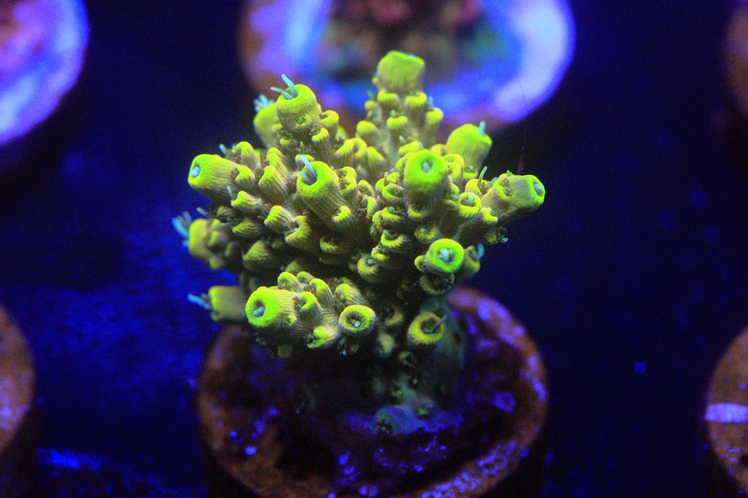 Flat Eric Acropora WYSIWYG