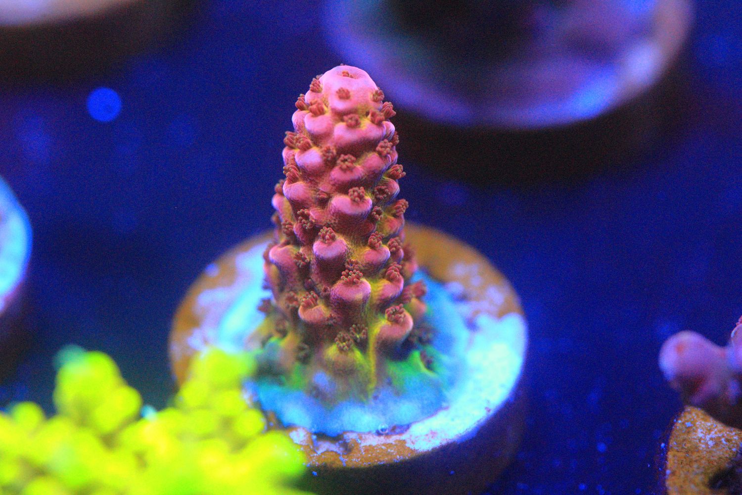 PC Rainbow Acropora WYSIWYG