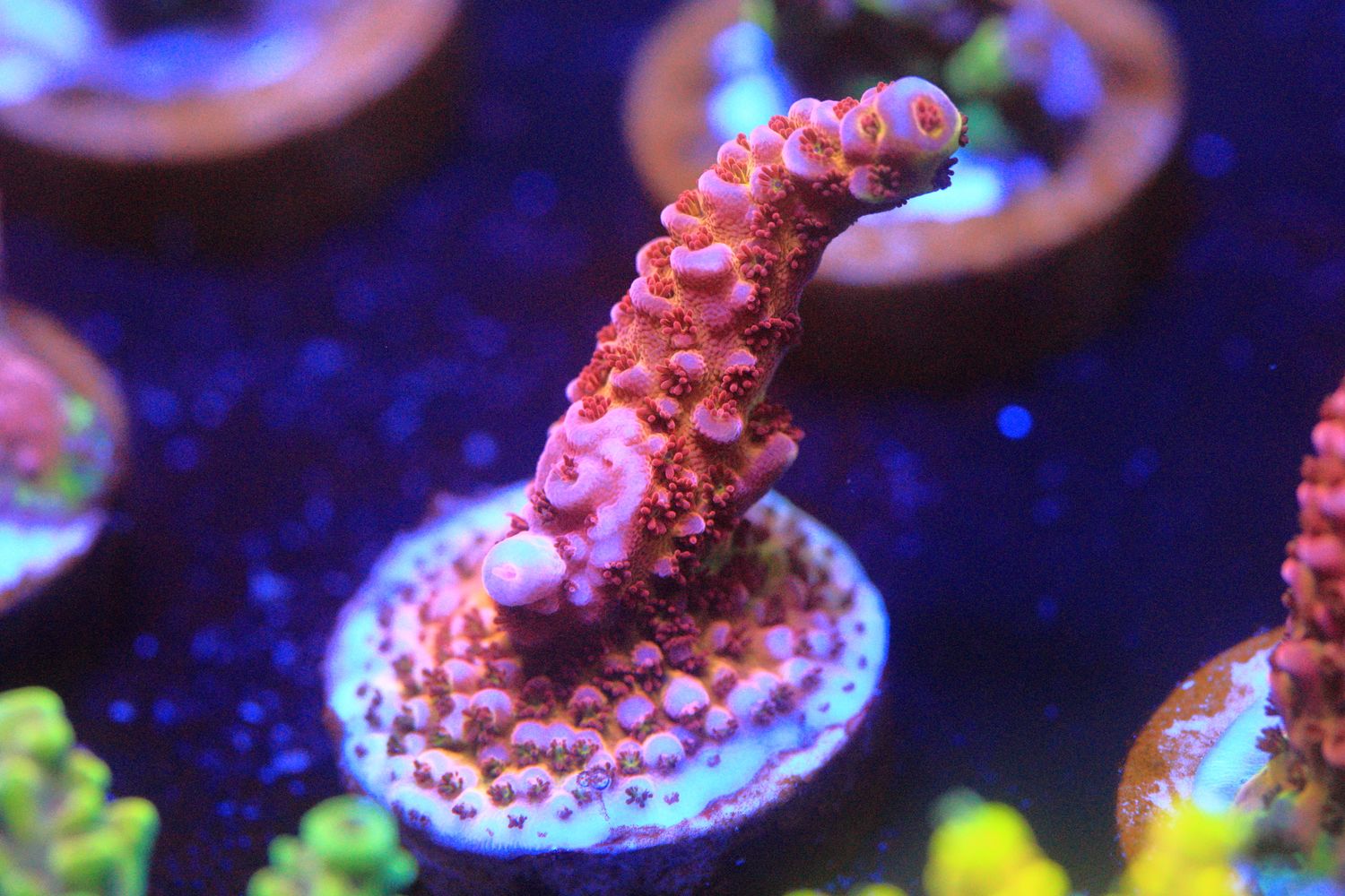 Sourberry Acropora WYSIWYG