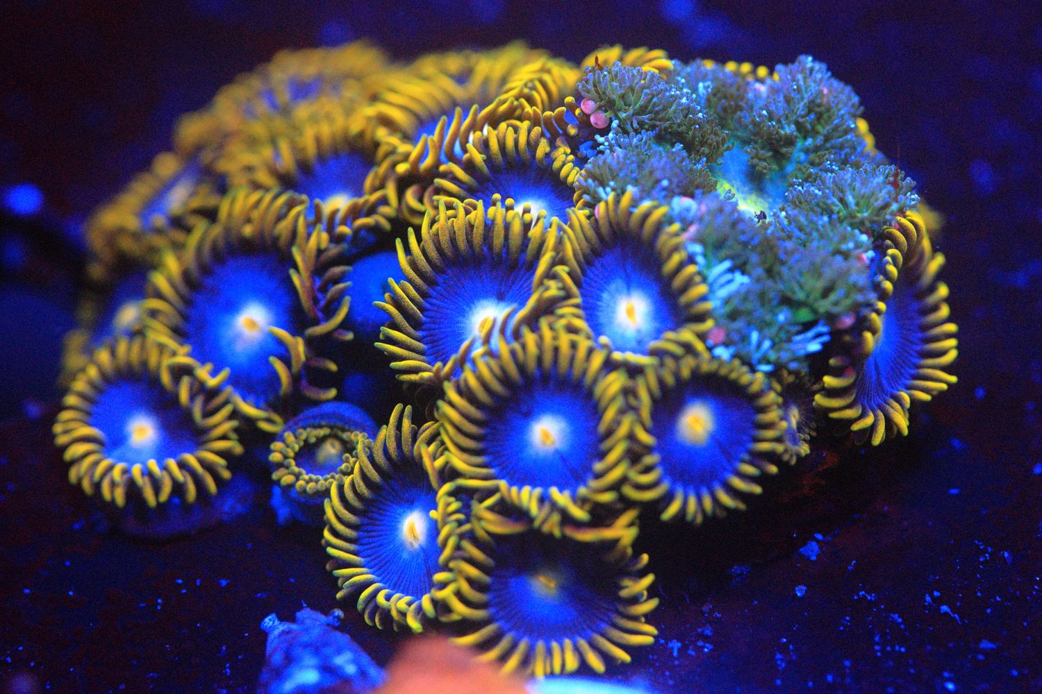 Blue Steel Zoas with Rock Anemone  WYSIWYG - One piece only