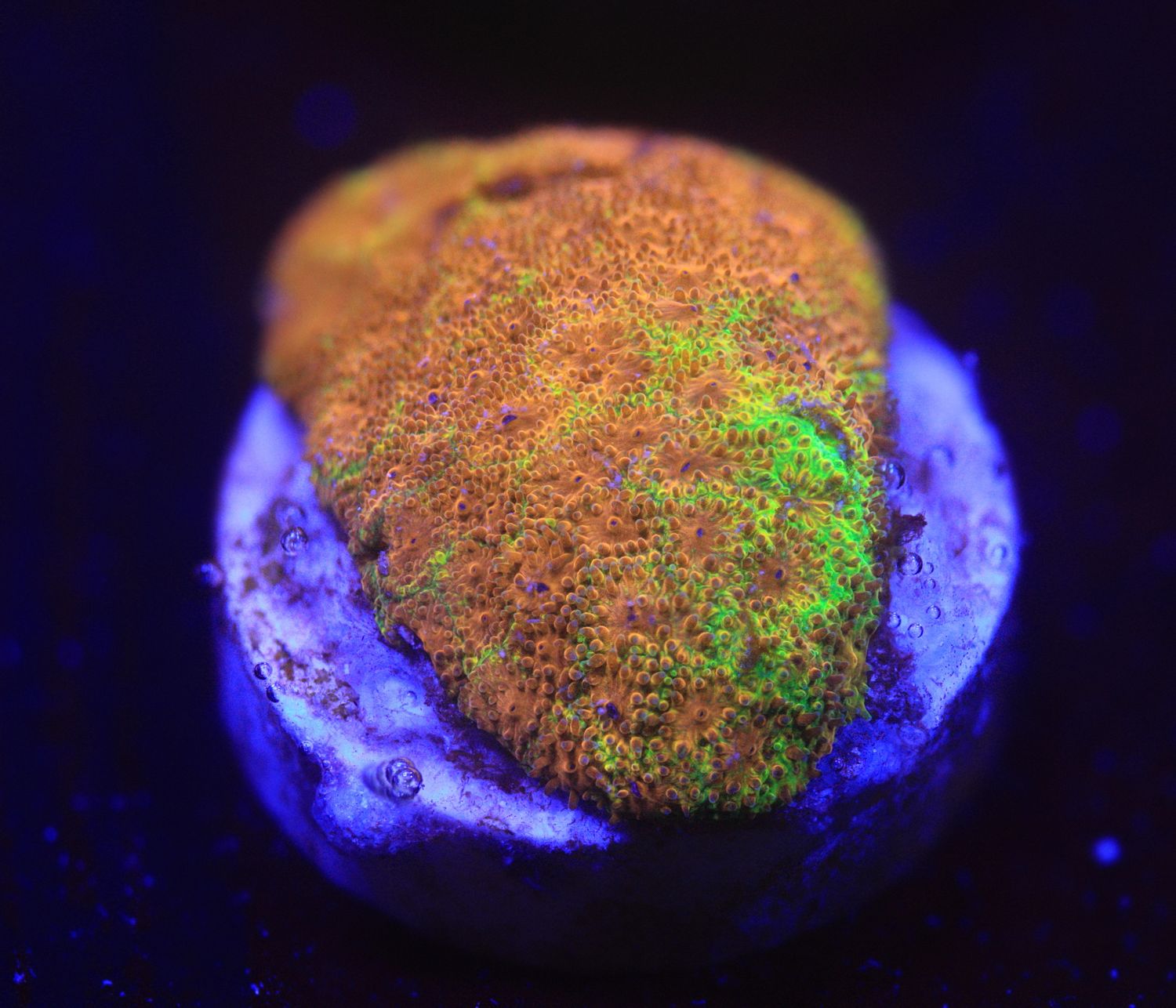 Electric Watermelon Psammocora