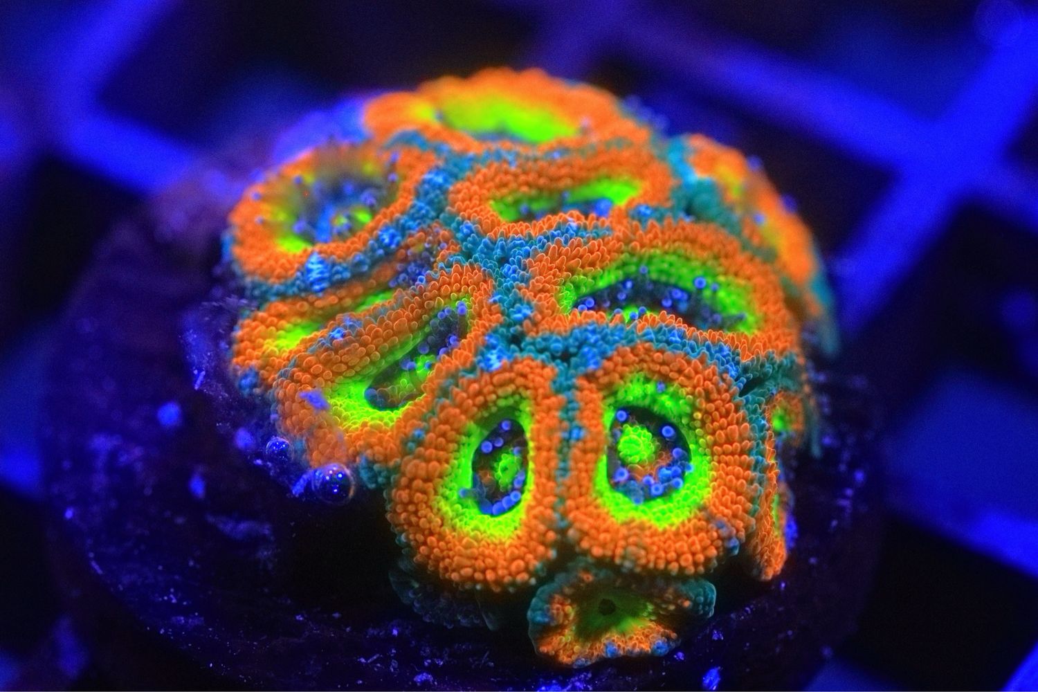 Holy Grail Micromussa 9+ heads WYSIWYG