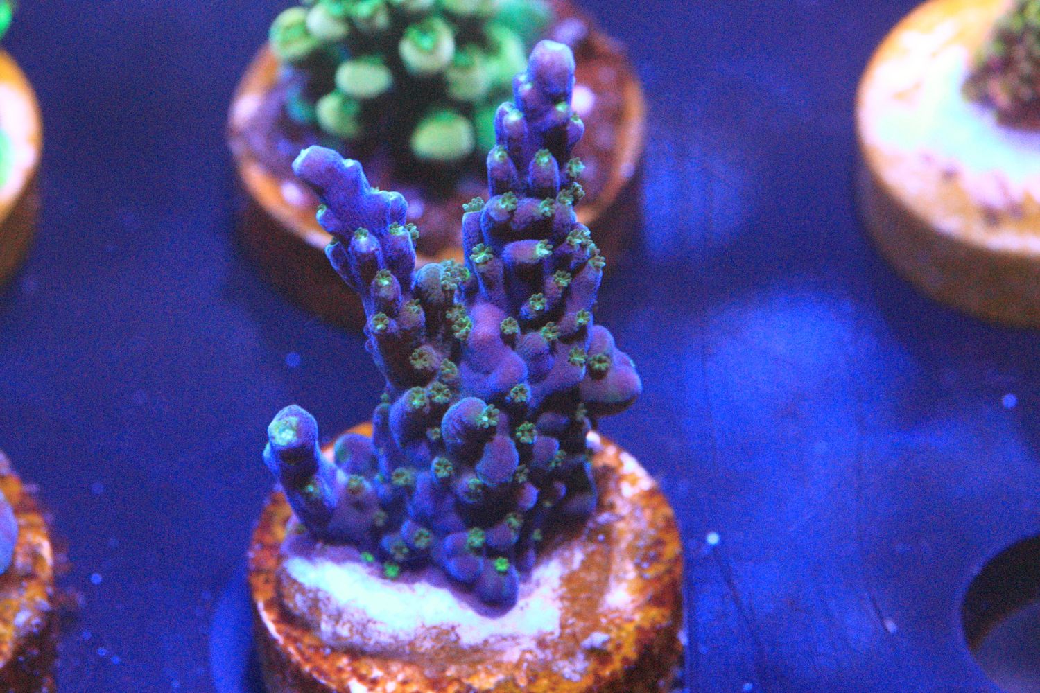 Jack Frost acropora  WYSIWYG