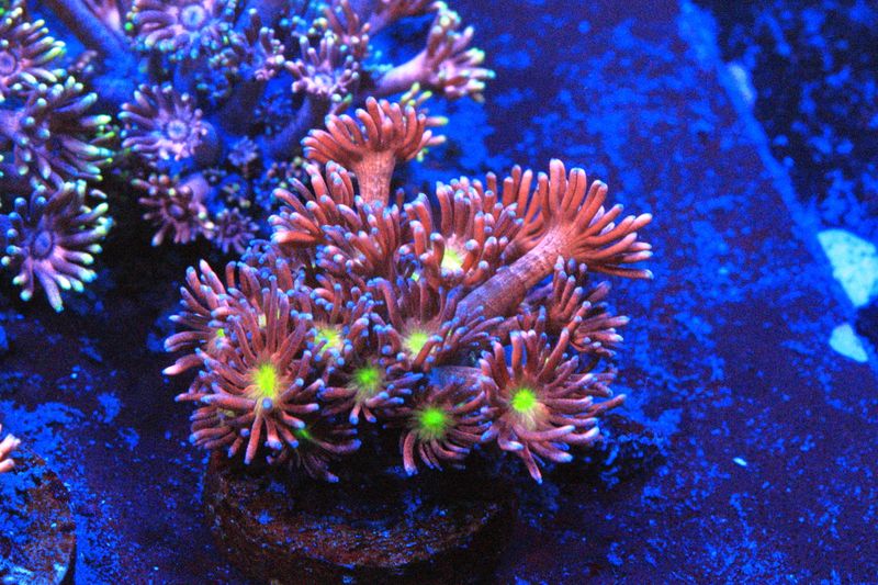Yellow Mouth Pink Goni M