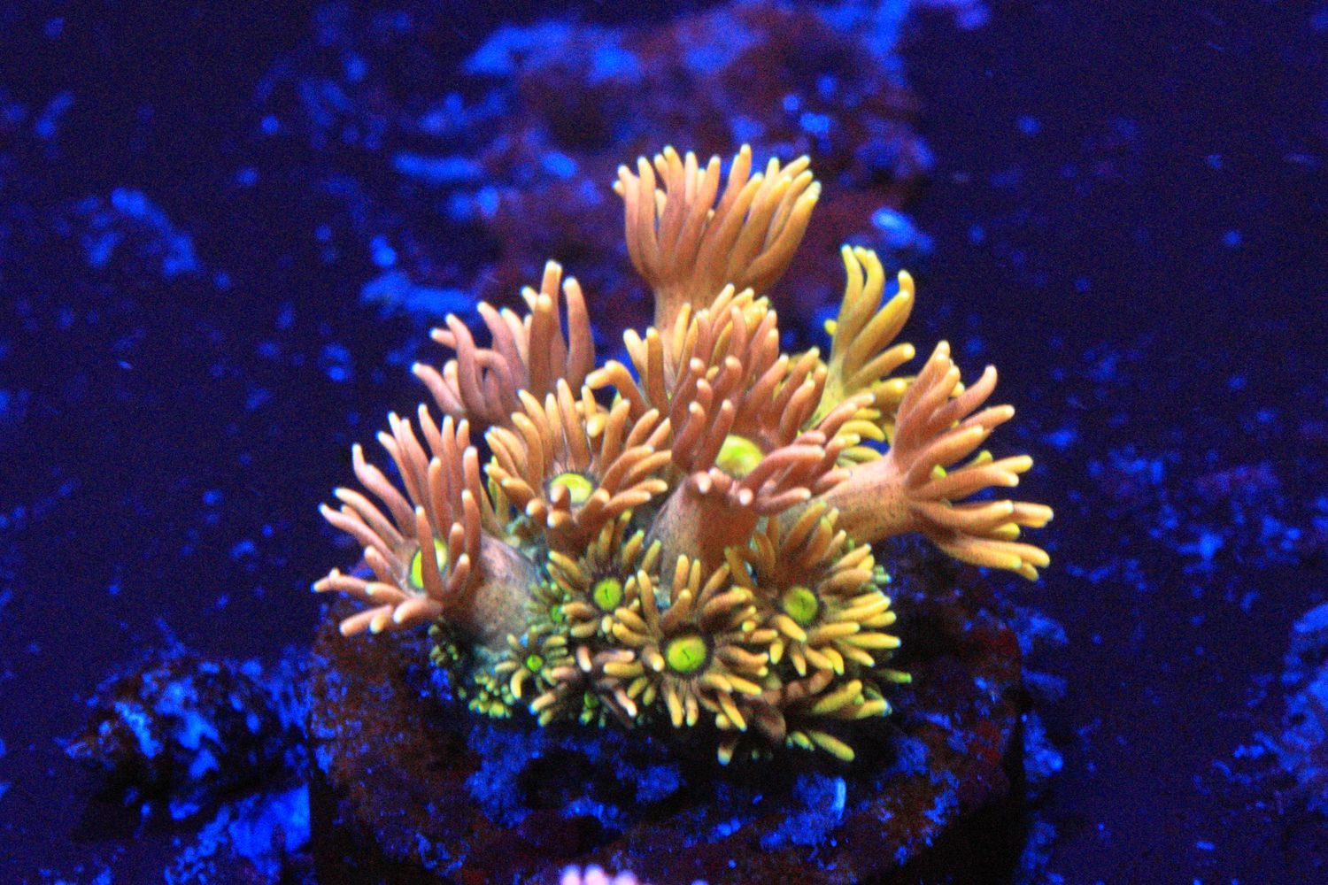 Sunburst Goniopora