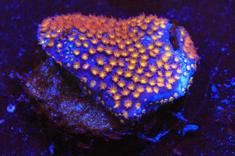 Firestorm Stylocoeniella
