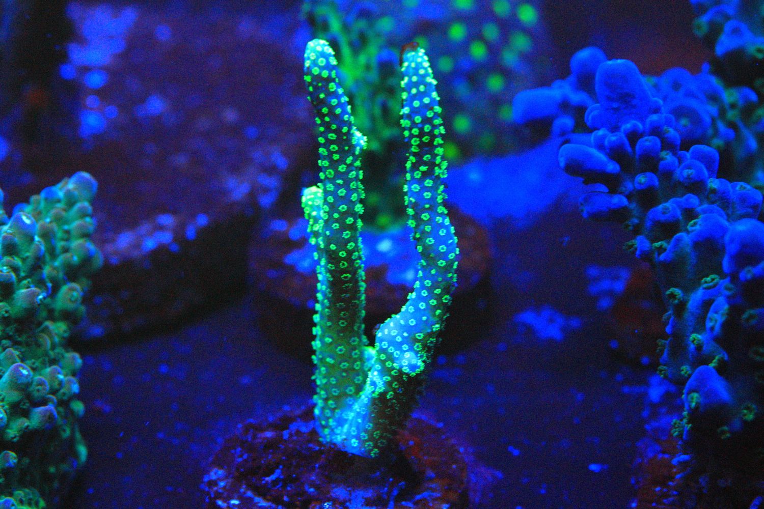 Yellow Seriatopora Caliendrum