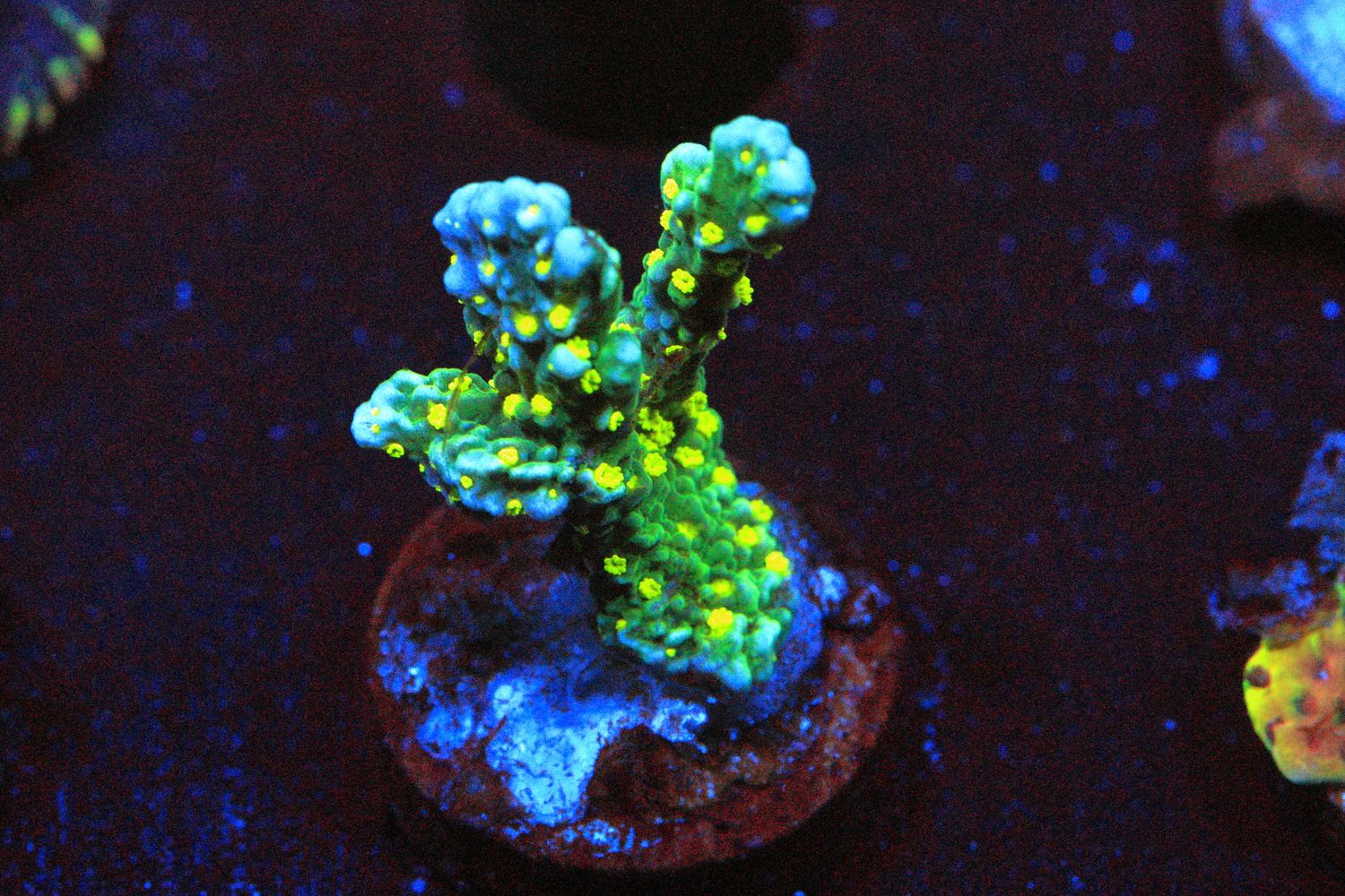 Montipora Hirsuta