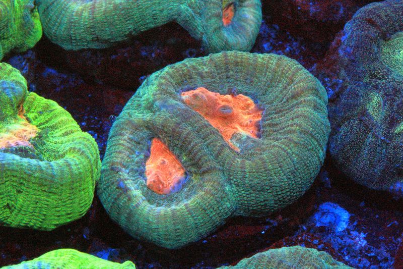 Agape Favia Morph 2