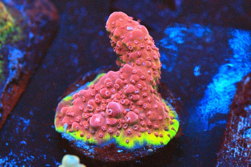 Baphomet Acropora WYSIWYG