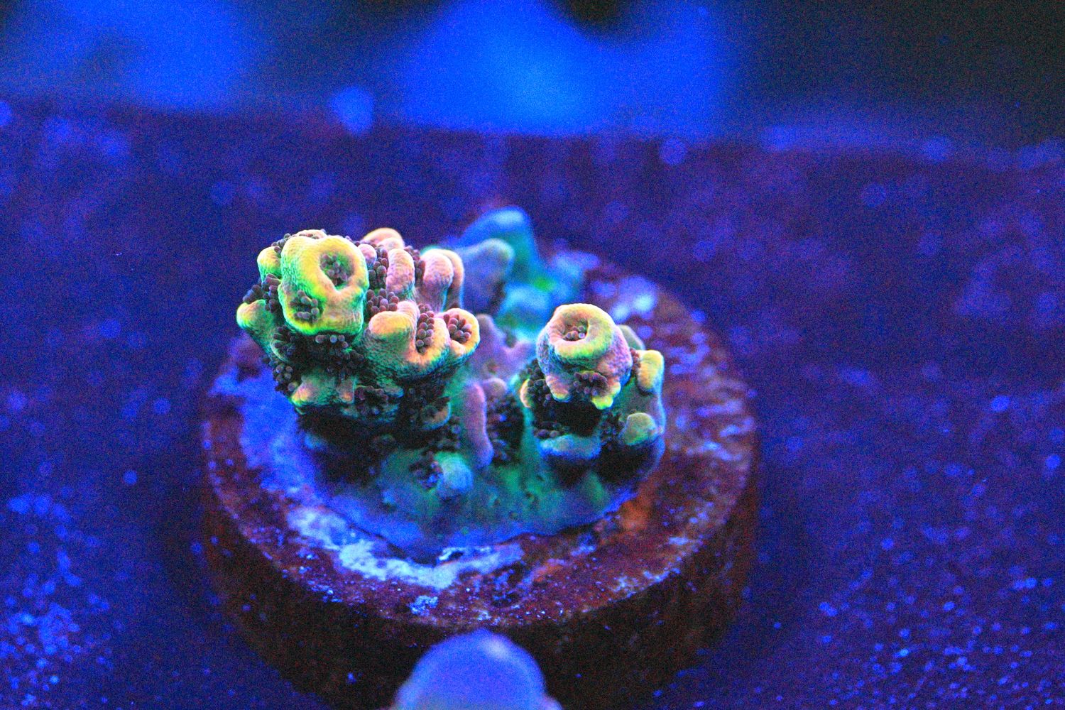 Fruity Pebbles Acropora Small
